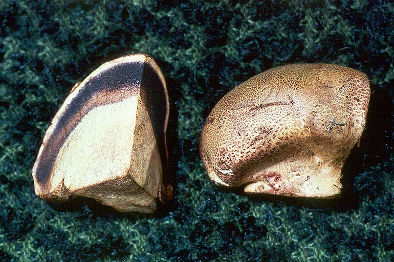 Scleroderma areolatum